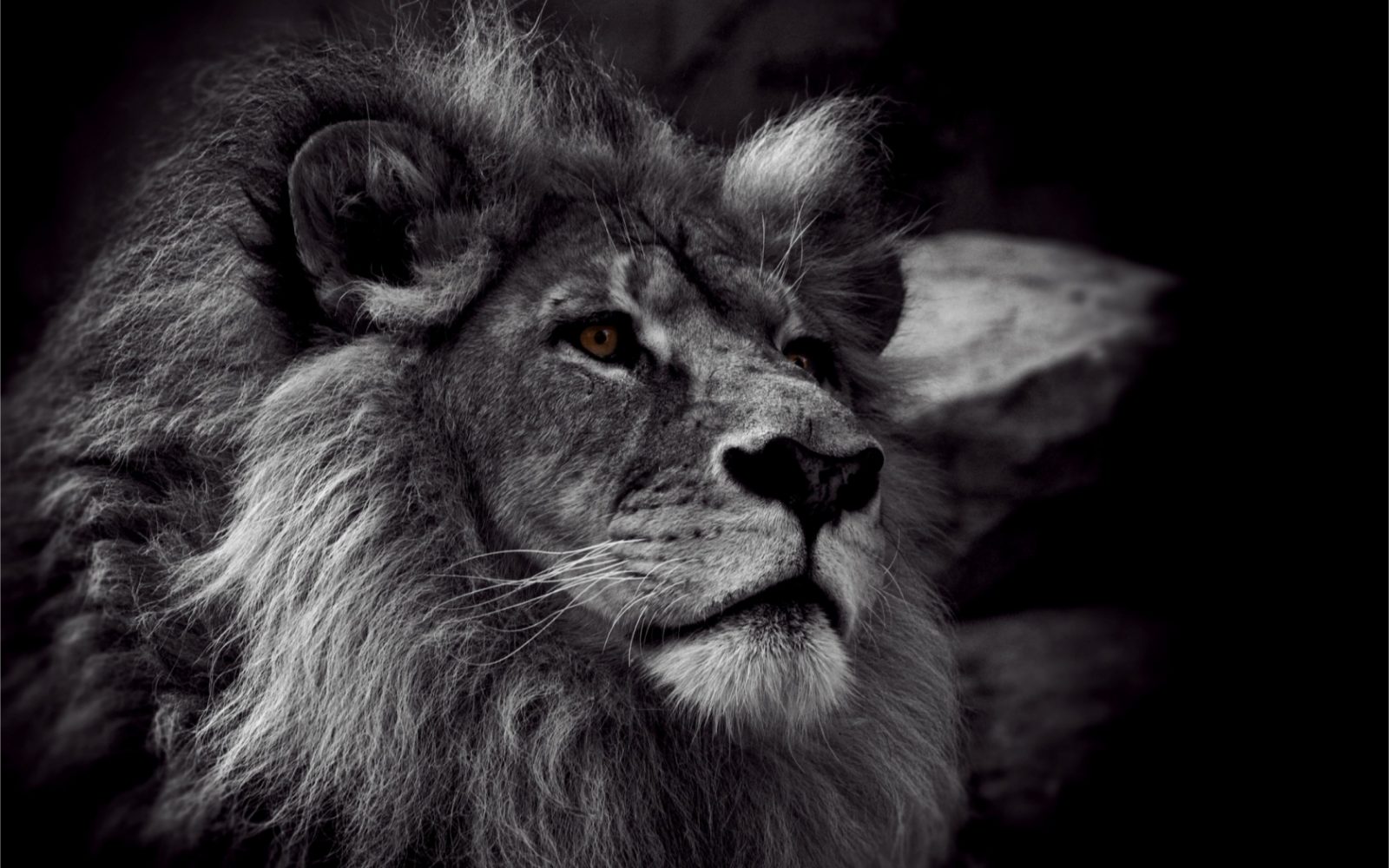 Cecil the Lion killed in 2015