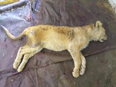 Dead Lion Cub at Jan Steinmanns Farm